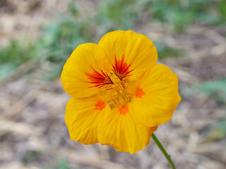 Live wildflowers in a natural environment.