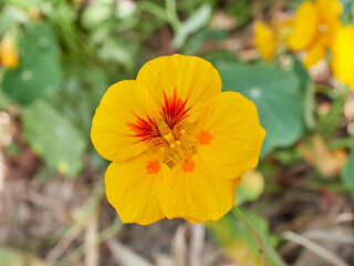Live wildflowers in a natural environment.
