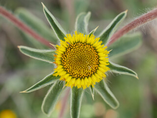 Live wildflowers in a natural environment.