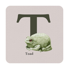 Letter T with toad decor on the square card. Watercolor illustration. Forest animal nature ABC alphabet study element. Wildlife nature alphabet letter T decorated with toad. White background