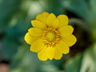 Live wildflowers in a natural environment.