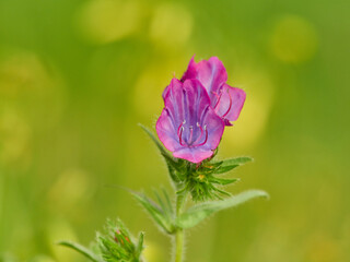 Live wildflowers in a natural environment.