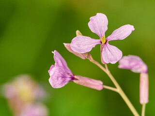 Live wildflowers in a natural environment.