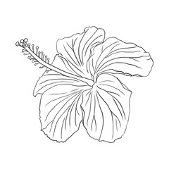 Tropical hibiscus flower. Chinese rose flower. Hand drawn vector line art illustration for logo, card or invite, tea herbs hibiskus tea karkade. Isolated on white background. © Oksana