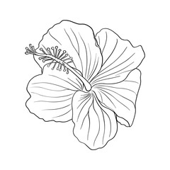 Tropical hibiscus flower. Chinese rose flower. Hand drawn vector line art illustration for logo, card or invite, tea herbs hibiskus tea karkade. Isolated on white background. © Oksana