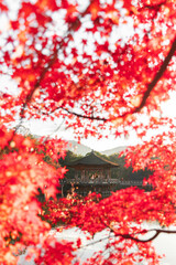 奈良公園の紅葉