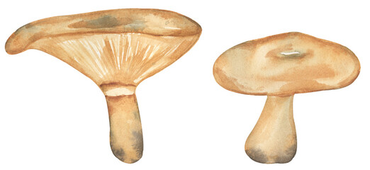 Watercolor fungi illustration, saffron milk cap mushrooms clipart set, hand drawn elements