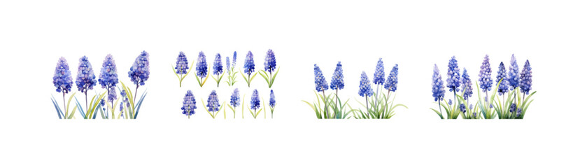 Watercolor muscari plant clipart for graphic resources. Vector illustration design. - obrazy, fototapety, plakaty