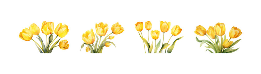 Watercolor yellow tulip set. Vector illustration design. - obrazy, fototapety, plakaty