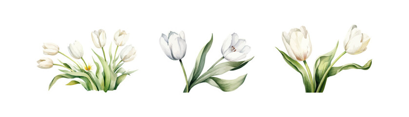 Watercolor white tulip set. Vector illustration design.