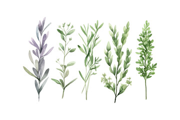 Watercolor rosemary basil bay leaf parsley. Herbs. Vector illustration design.