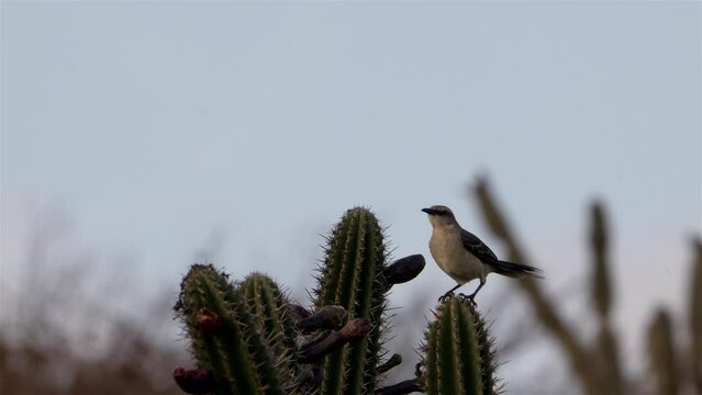 Caribbean Bird Wildlife - Mockingbird  in Super Slow Motion 4K 120fps
