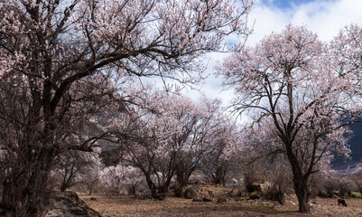 Blooming peach flowers in spring tibet,China