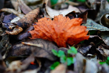 autumn leaves on the ground