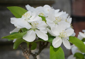 姫リンゴの花20220403