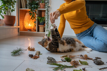 Lazy idle cat lying on floor among natural object brought from wood by pet owner for energy, activity stimulation. Female pet lover sitting on floor, holding twig, playing with kitten to stir interest