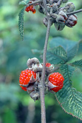 A bunch of rubus, one of genera belongs to Rosaceae, also known as bramble fruit or wild raspberry.