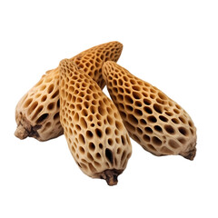 Morels isolated on transparent background