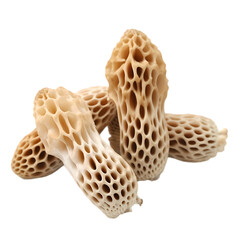 Morels isolated on transparent background