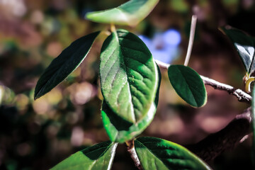 Nature is the vast and intricate tapestry of the living and non-living elements that make up the physical world around us. It encompasses the entirety of the natural world, from the grandeur of tower