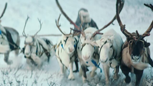 In the middle of Arctic snow man wearing a fur and have a ride with reindeers on a sleigh. slow motions