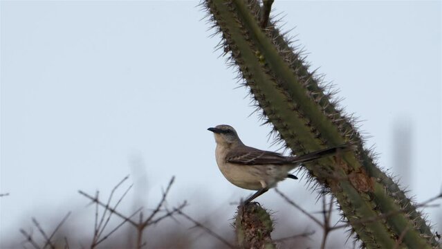 Caribbean Bird Wildlife - Mockingbird  in Super Slow Motion 4K 120fps