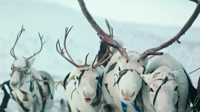A reindeers in a winter scenery. Reindeer race
