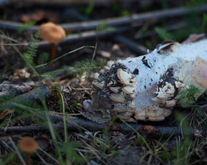 Wild Mushrooms Photo and Image. Mushrooms growing on a dead birch tree on the ground in the forest with blur foliage background. Mushroom Image