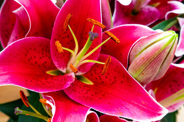 blooming red Lilium, close up view