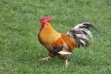 Stolzer Hahn schreitet durch sein Revier die Wiese 