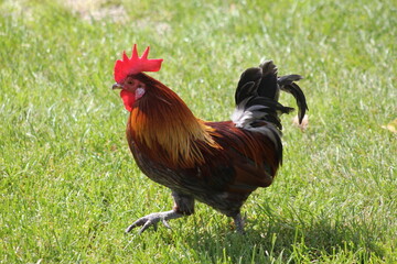 Stolzer bunter Hahn geht &uuml;ber die Wiese