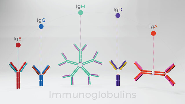 3D illustration of all five antibody molecules or immunoglobulins presented in a 3D model 