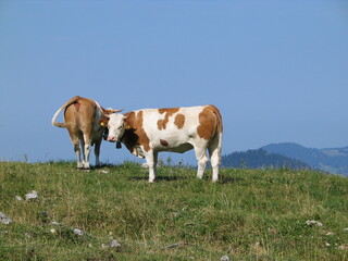 Fototapeta na wymiar Bayerische Kühe am Berg in den Alpen