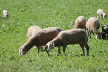 Schafe essen Gras auf der Wiese