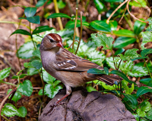 American Tree Sparrow Photo and Image. Close-up side view standing on a rock with leaves background in its environment. Sparrow Picture.