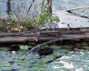 Beaver Photo and Image. Close-up head view swimming in the pond by a dead tree trunk and lily pads...