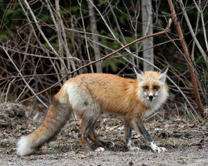 Red Fox Photo Stock. Fox Image.  Close-up profile side view looking at camera with a blur forest background in its environment and habitat.  Picture. Portrait.