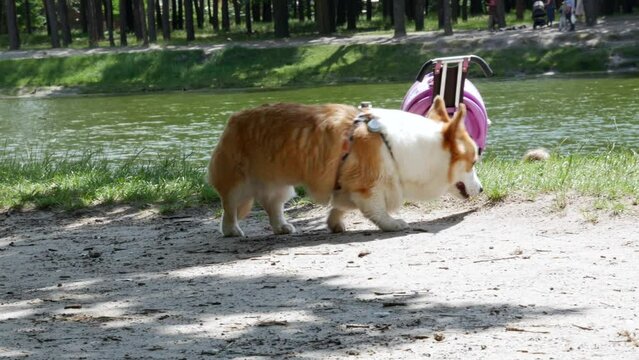 A dog on the background of the lake walks and sniffs something.