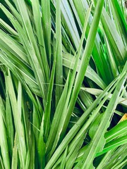Green vetiver leaves background or texture