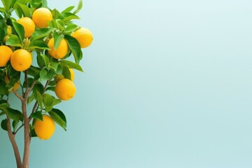 Yuzu Tree With New Oranges, Copyspace For Text