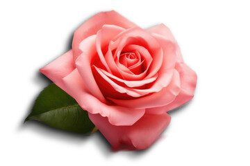 Pink rose flower on isolated transparent background.