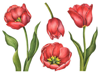 Watercolor tulips set, hand drawn illustration of spring flowers, floral elements isolated on a white background.