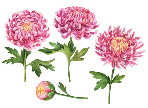 Watercolor set of chrysanthemum flowers, hand painted floral illustration, dahlia isolated on a white background.