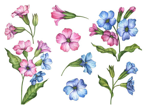 Watercolor pulmonaria set, hand drawn illustration of blue and pink flowers, floral elements for greeting and invitation cards isolated on a white background. 