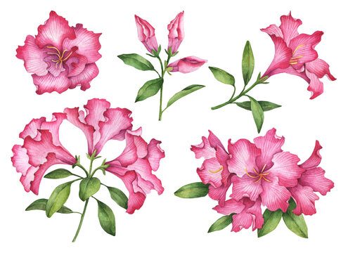 Watercolor set of azalea flowers, hand painted floral illustration, rhododendron isolated on a white background.