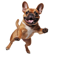 Fototapeta premium English bulldog puppy jumping isolated on white background