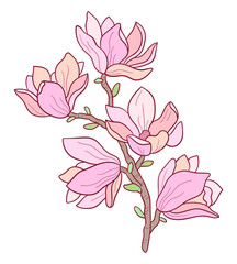 hand drawn botanical pink magnolia vector flower branch illustration 