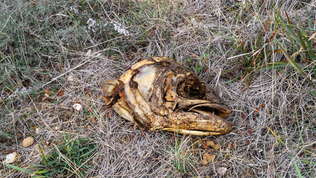 t&ecirc;te de poisson mort