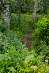 Fototapeta premium footpath in the woods