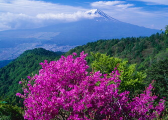 Obraz premium 山梨県の三つ峠から見る満開のツツジと富士山